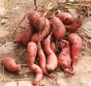 Sweet Potatoes from our own slips