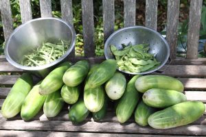 Beans, peas & slicing cucumbers