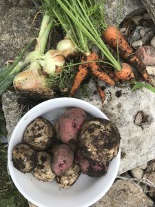 Spring Vegetables: onions, potatoes & carrots