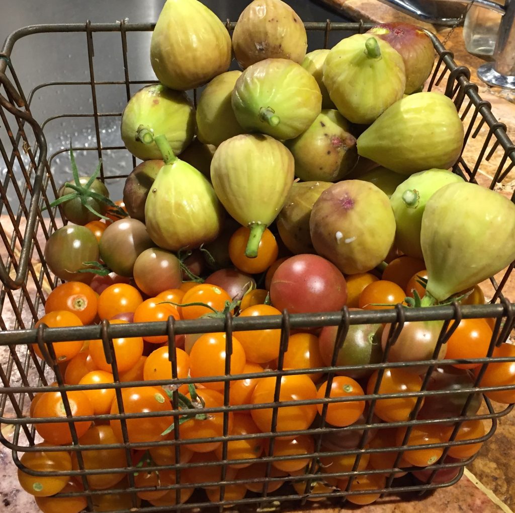 Fall Sungold tomatoes & Brown Figs