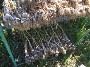 Drying garlic harvest