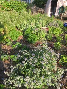 Blooming herb garden