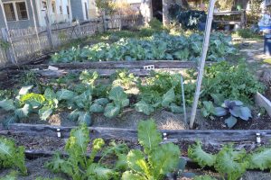 Fall-Winter Garden