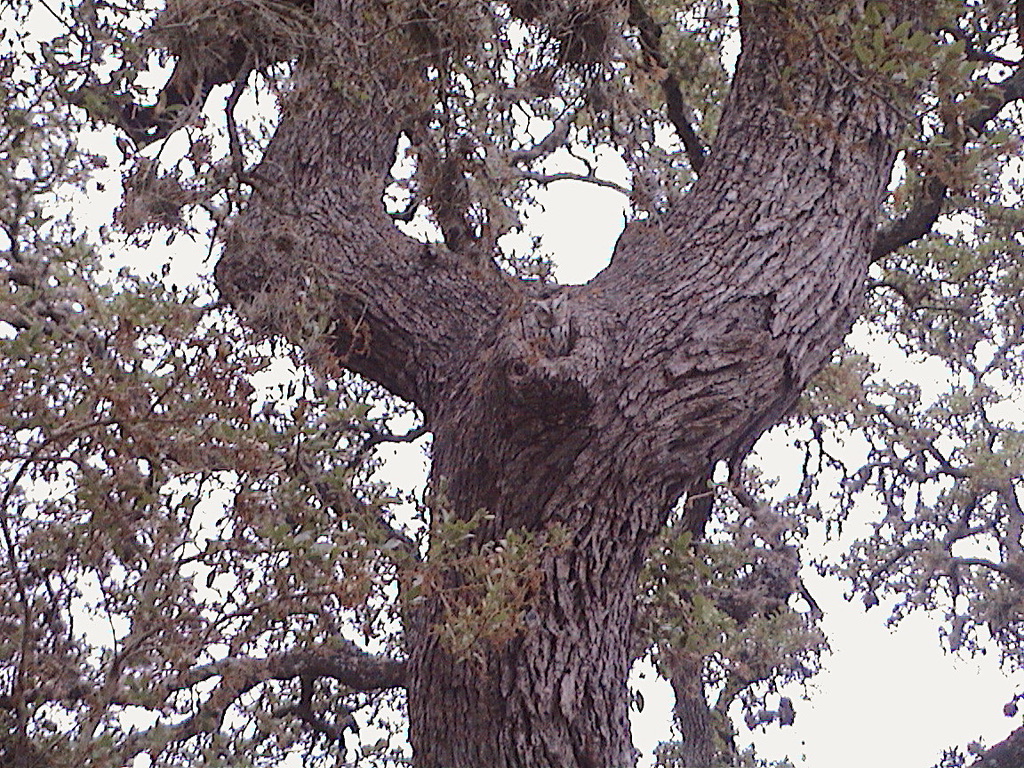 Mama's waiting! Babies emerging from the nest at twilight