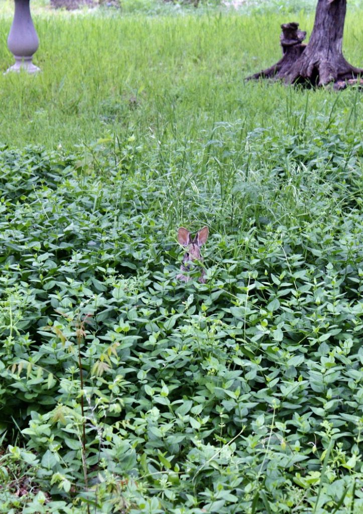 Bunny