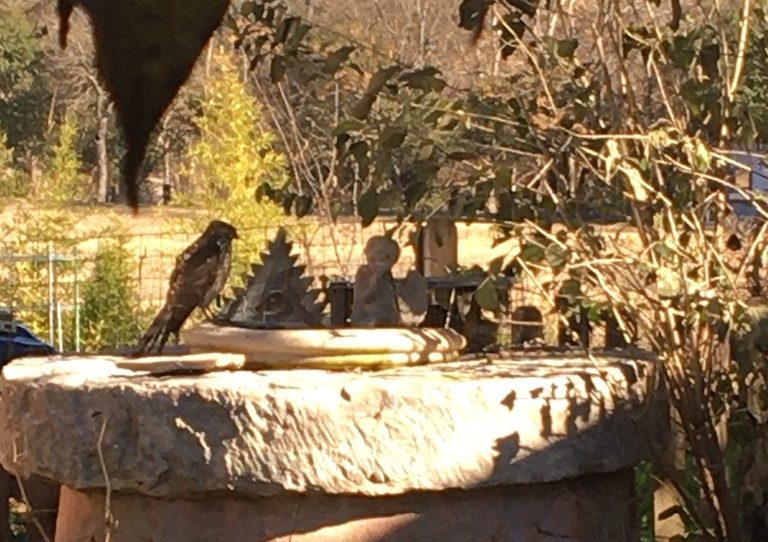 Peregrine falcon looking for an opportunity to grab the squirrel in the cage