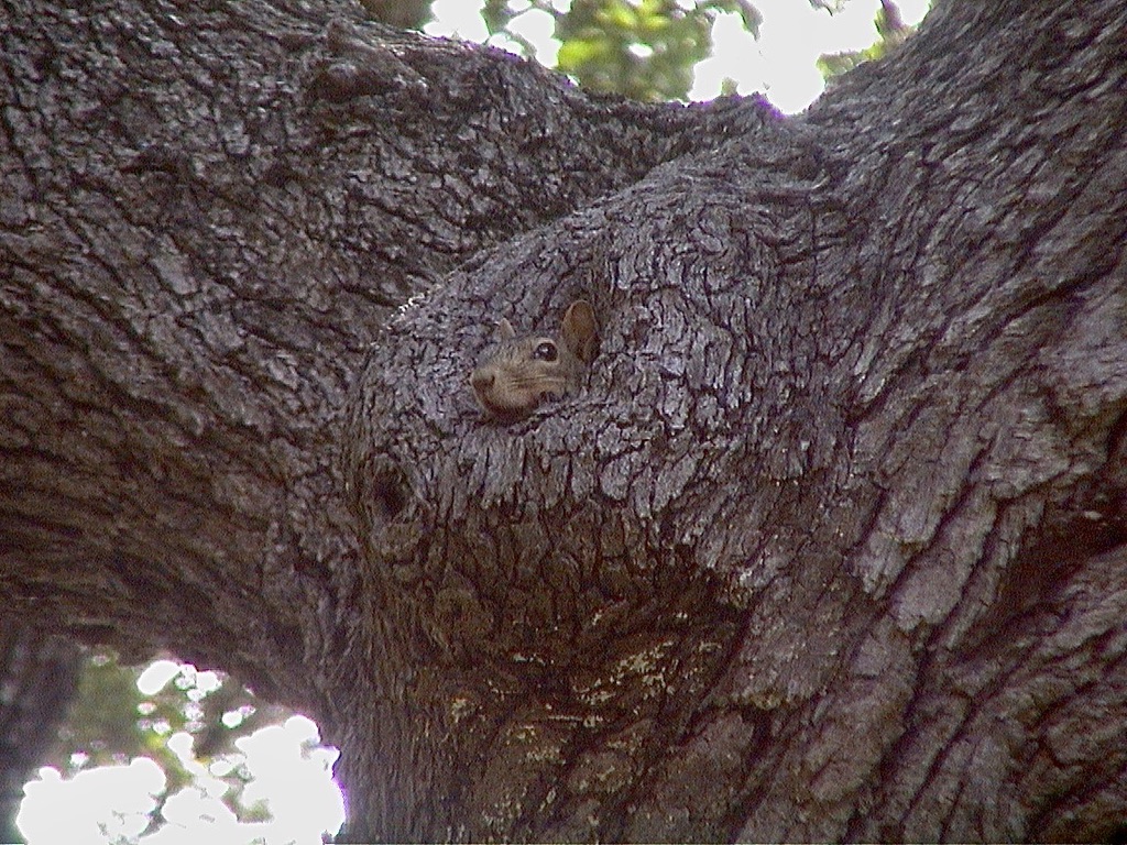 Mama Squirrel