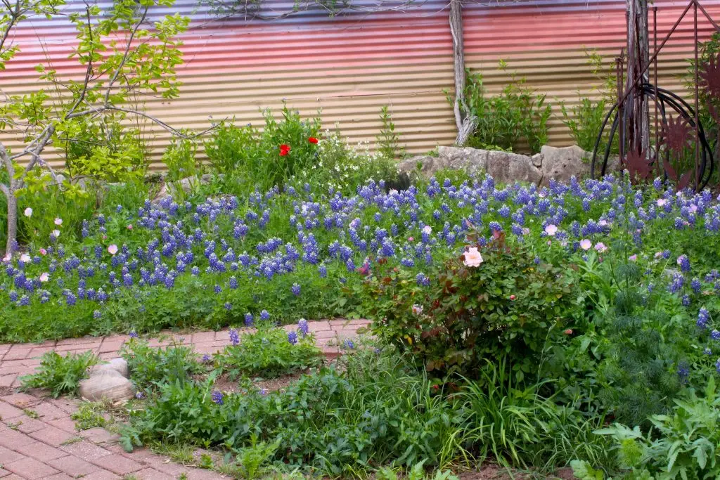Bluebonnets & Texas Pink Primrose