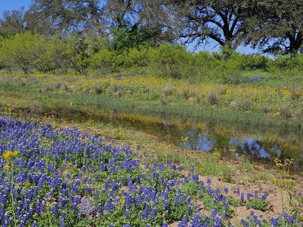 Beautiful clear creek reflects yellow daisies